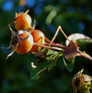 GOLDEN WINGS (floribunda)
